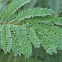 Leucaena leucocephala (Lam.) de Wit